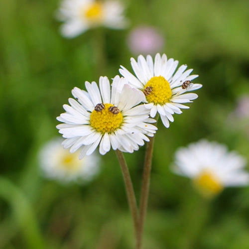 Afbeelding zonder ALT